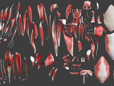 Volledige mannelijke anatomie 3D Model