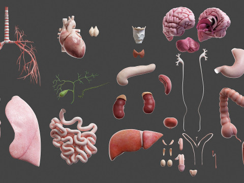 Volledige mannelijke anatomie 3D Model