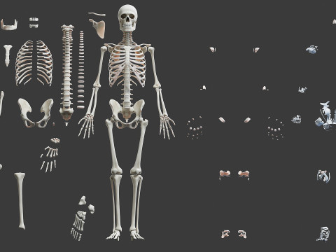 Volledige mannelijke anatomie 3D Model