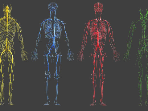 Volledige mannelijke anatomie 3D Model