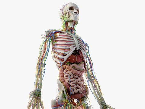 Volledige mannelijke anatomie 3D Model