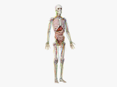 Volledige mannelijke anatomie 3D Model
