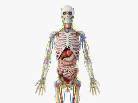 Volledige mannelijke anatomie 3D Model