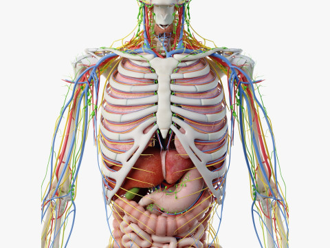 Volledige mannelijke anatomie 3D Model