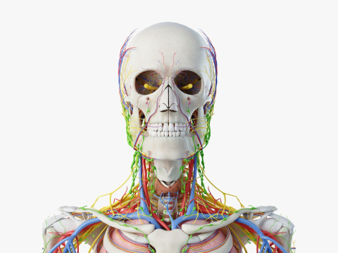 Volledige mannelijke anatomie 3D Model