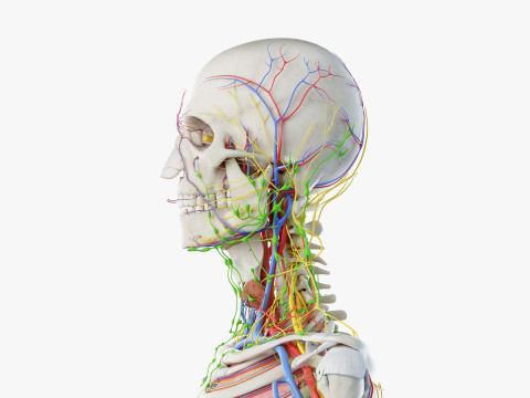 Volledige mannelijke anatomie 3D Model