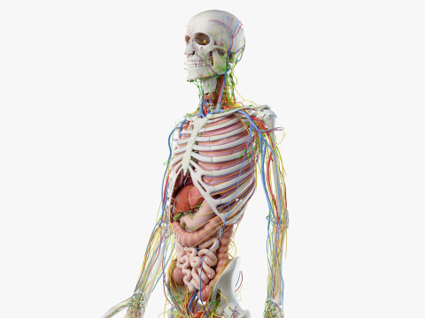 Volledige mannelijke anatomie 3D Model