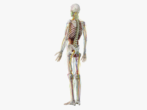 Volledige mannelijke anatomie 3D Model