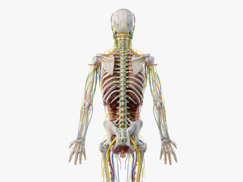 Volledige mannelijke anatomie 3D Model