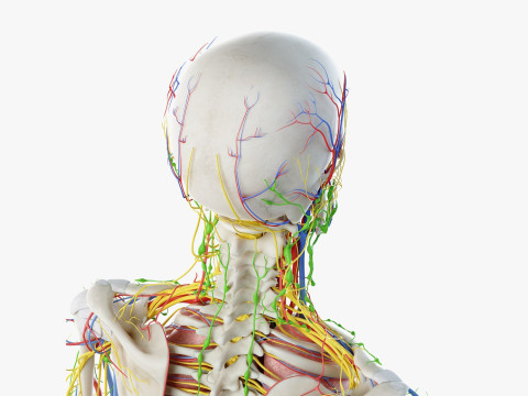 Volledige mannelijke anatomie 3D Model