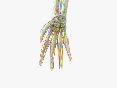 Volledige mannelijke anatomie 3D Model