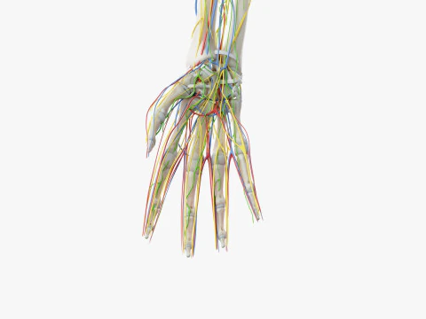 Full Male Anatomy 3D Model