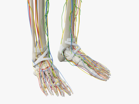 Volledige mannelijke anatomie 3D Model