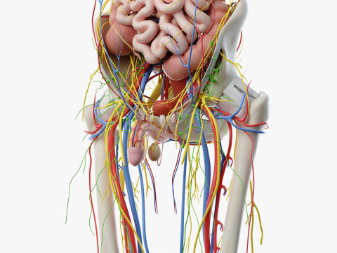 Volledige mannelijke anatomie 3D Model