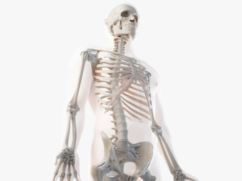 Volledige mannelijke anatomie 3D Model