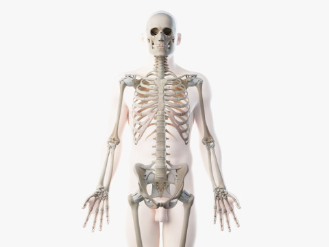 Volledige mannelijke anatomie 3D Model