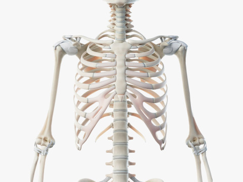 Volledige mannelijke anatomie 3D Model