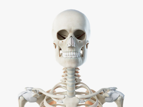 Volledige mannelijke anatomie 3D Model