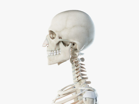 Volledige mannelijke anatomie 3D Model
