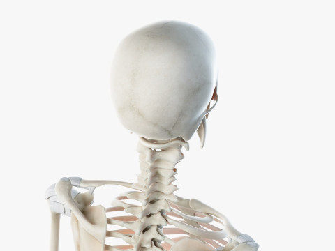 Volledige mannelijke anatomie 3D Model