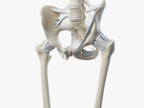 Volledige mannelijke anatomie 3D Model
