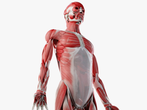Volledige mannelijke anatomie 3D Model