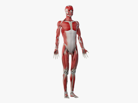 Volledige mannelijke anatomie 3D Model