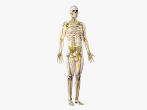 Volledige mannelijke anatomie 3D Model
