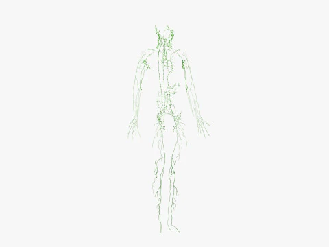 Full Male Anatomy 3D Model