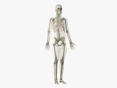 Volledige mannelijke anatomie 3D Model