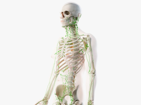 Volledige mannelijke anatomie 3D Model