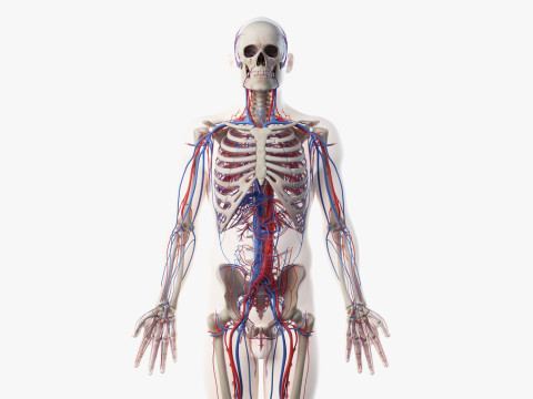 Volledige mannelijke anatomie 3D Model