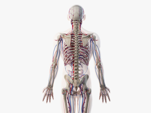 Volledige mannelijke anatomie 3D Model