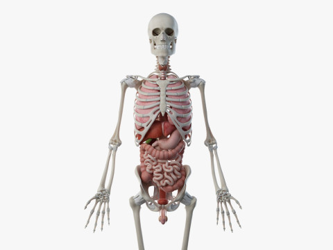 Volledige mannelijke anatomie 3D Model