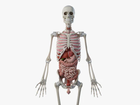 Full Male Anatomy 3D Model