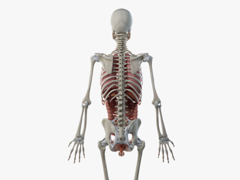 Volledige mannelijke anatomie 3D Model