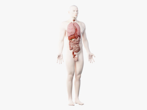 Volledige mannelijke anatomie 3D Model