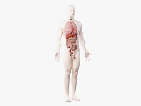 Full Male Anatomy 3D Model