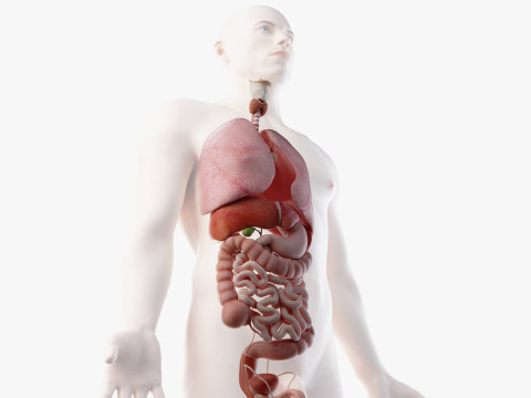 Volledige mannelijke anatomie 3D Model