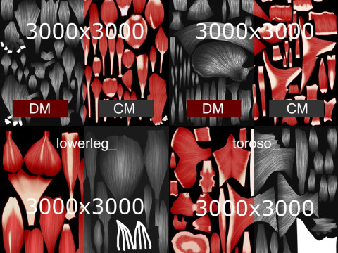 Volledige mannelijke anatomie 3D Model