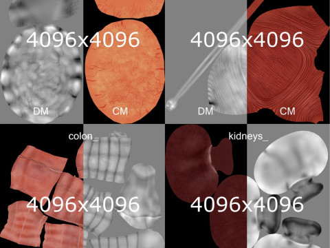 Volledige mannelijke anatomie 3D Model