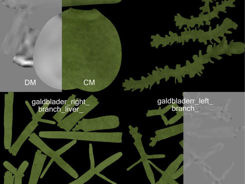 Volledige mannelijke anatomie 3D Model