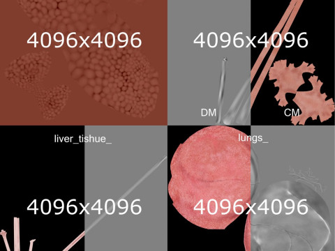 Volledige mannelijke anatomie 3D Model