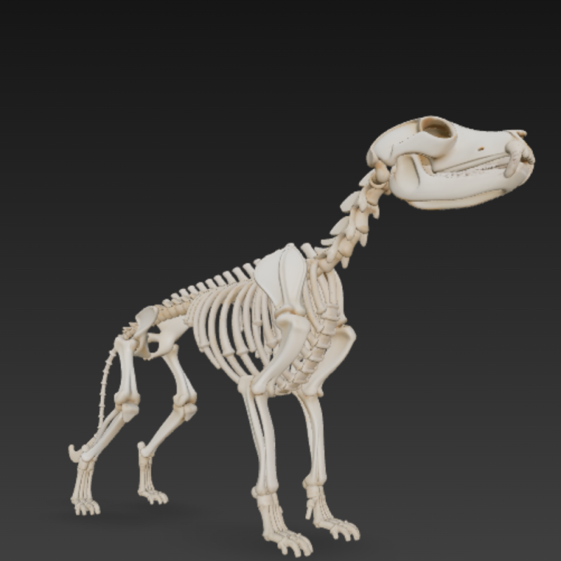 Complete Dog Skeleton - Full Canine Anatomical Accuracy 3D मॉडल .c4d .max .obj .3ds .fbx .stl .blend 