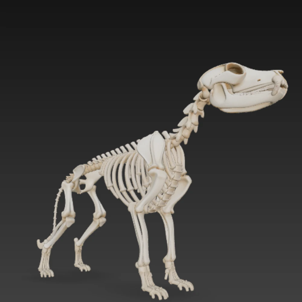 Complete Dog Skeleton - Full Canine Anatomical Accuracy 3D Model .c4d .max .obj .3ds .fbx .stl .blend 