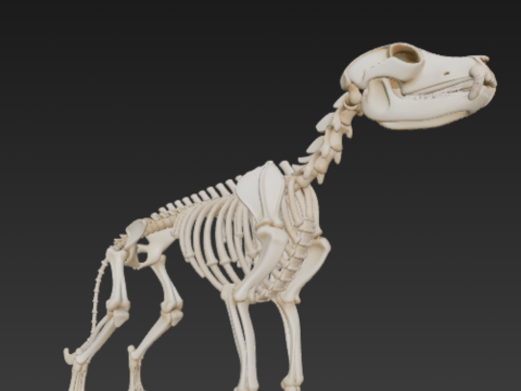 Complete Dog Skeleton - Full Canine Anatomical Accuracy 3D Модель