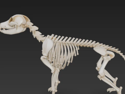 Complete Dog Skeleton - Full Canine Anatomical Accuracy 3D Model