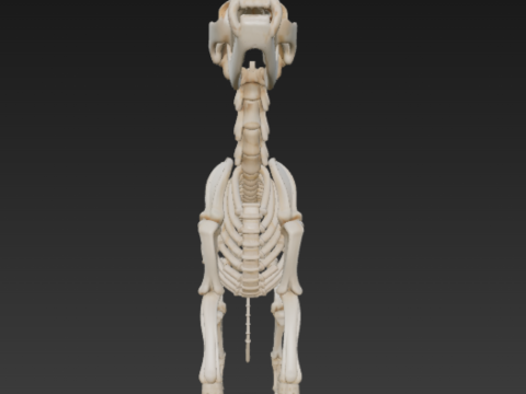 Complete Dog Skeleton - Full Canine Anatomical Accuracy 3D मॉडल