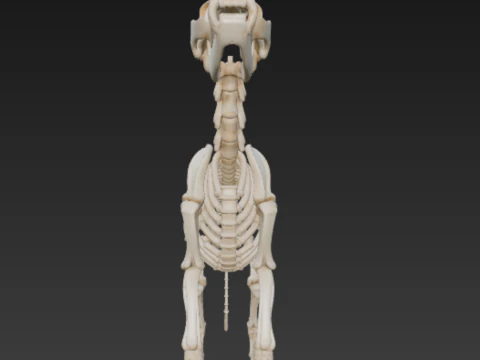 Complete Dog Skeleton - Full Canine Anatomical Accuracy 3D Model