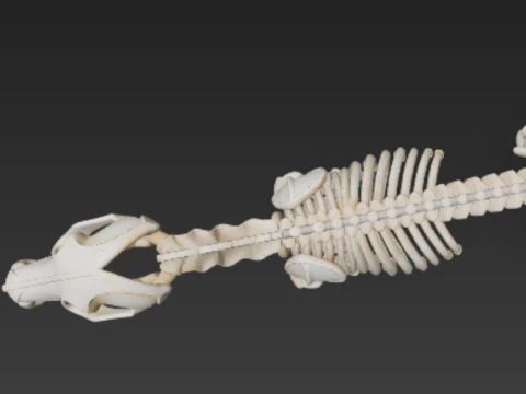 Complete Dog Skeleton - Full Canine Anatomical Accuracy 3D Model